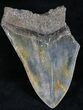 Serrated, Partial Megalodon Tooth - South Carolina #28434-1